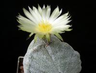 Thumbnail of 1799_Astrophytum myriostigma tricostatum_20170818(1).JPG